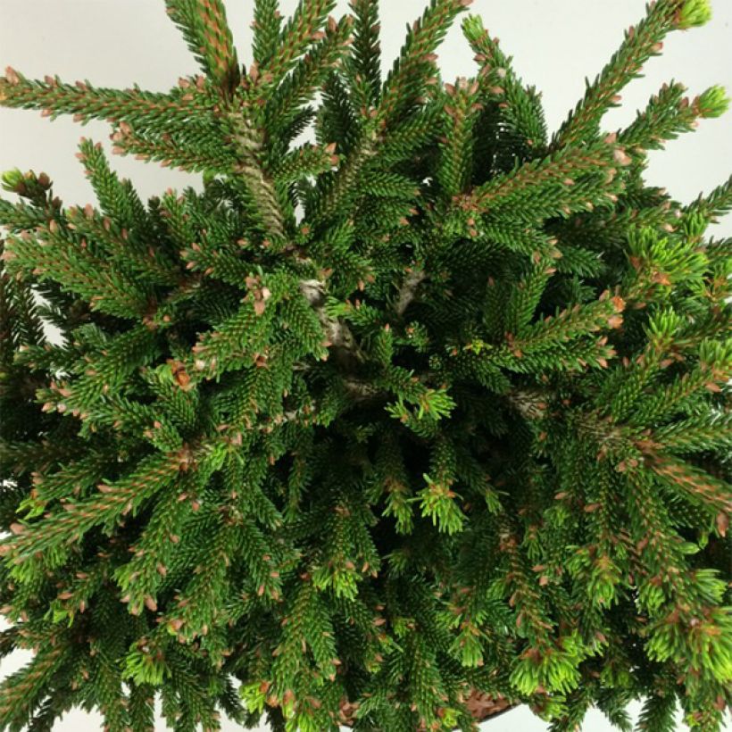 Picea orientalis Barnes (Fogliame)