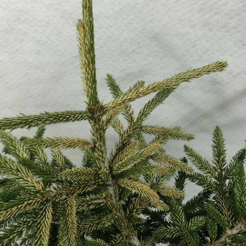 Picea orientalis Silver Seedling (Fogliame)