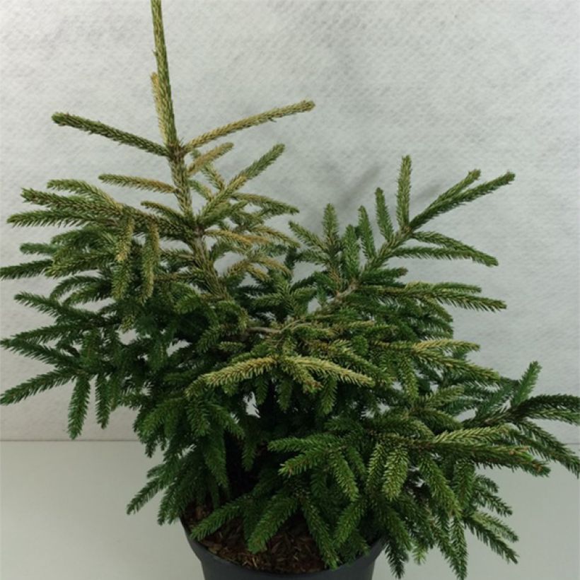 Picea orientalis Silver Seedling (Porto)