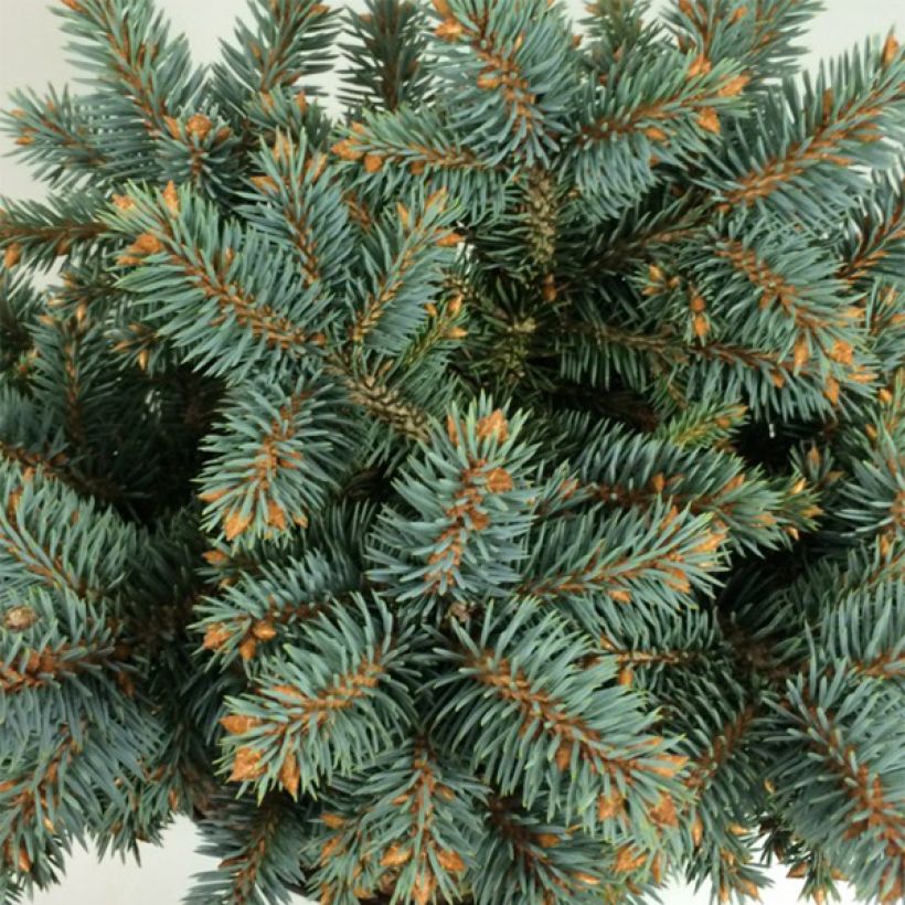 Picea pungens Blaukissen (Fogliame)