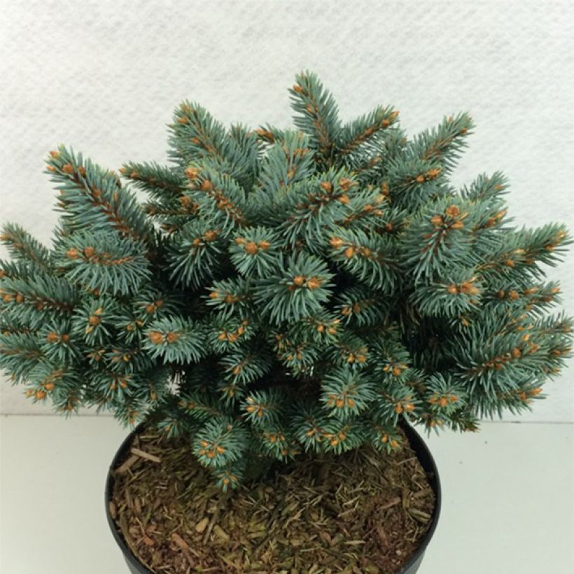 Picea pungens Blaukissen (Porto)