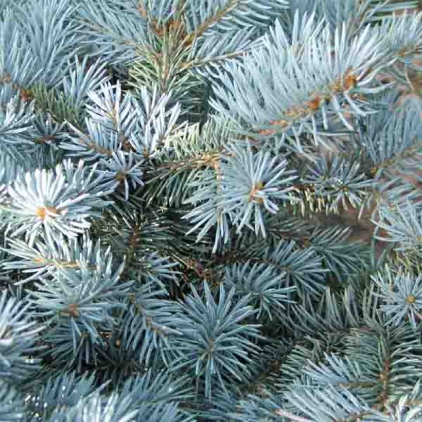 Picea pungens Glauca Globosa (Fogliame)