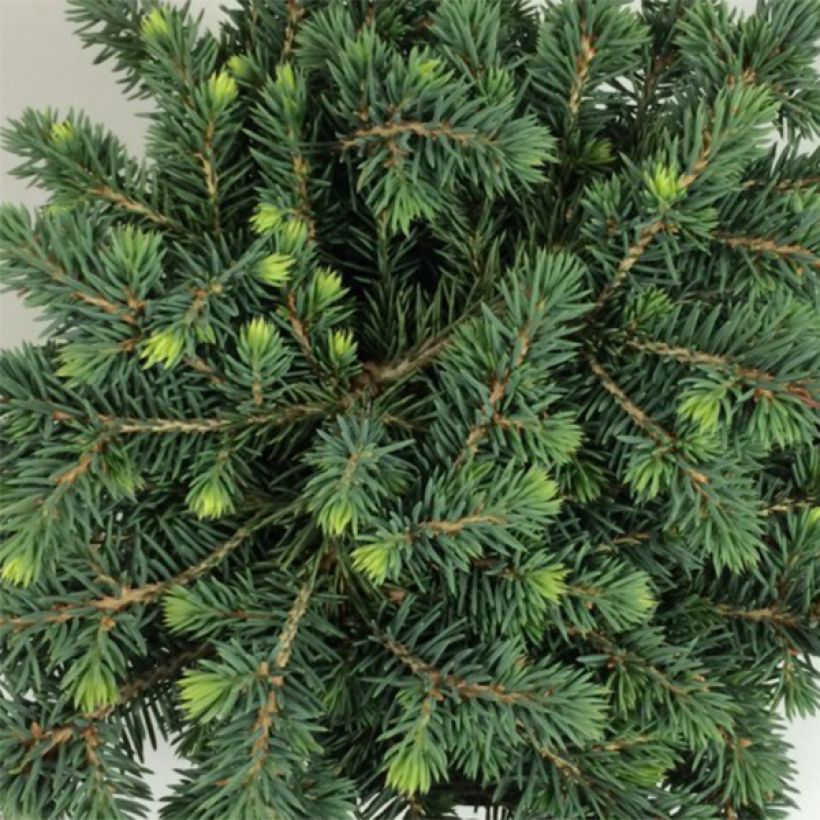 Picea pungens Kuba (Fogliame)