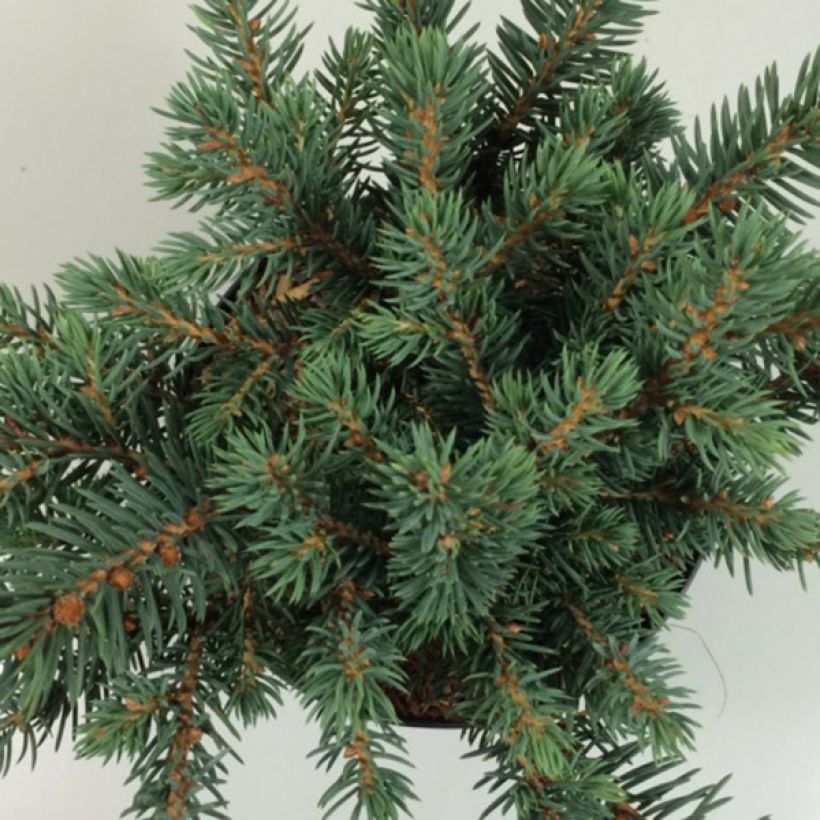 Picea pungens Sonia (Fogliame)