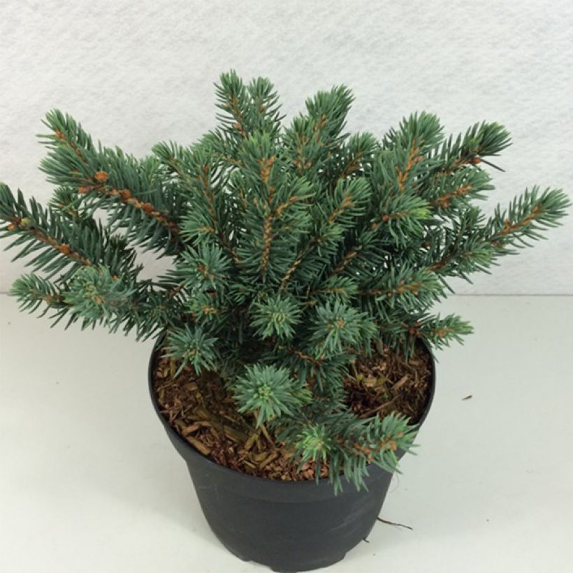 Picea pungens Sonia (Porto)