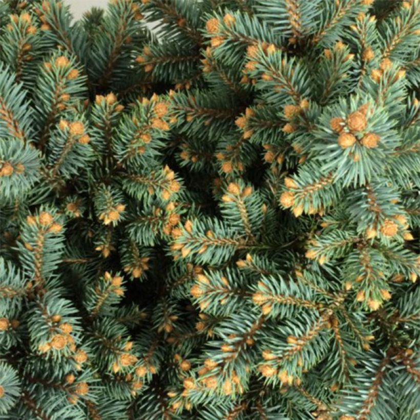 Picea pungens Thuem (Fogliame)