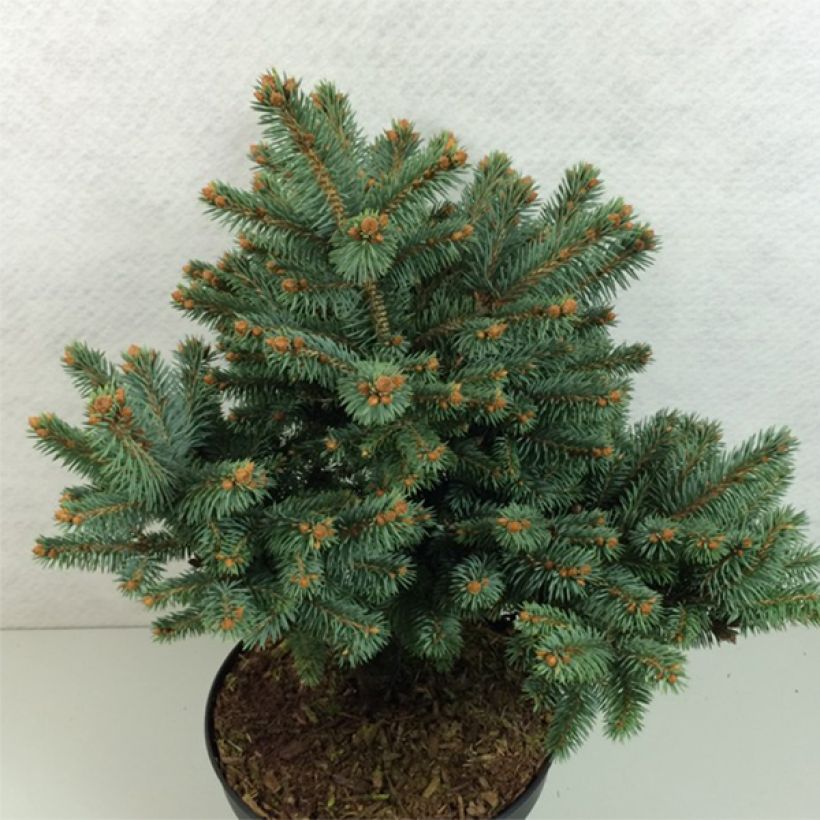 Picea pungens Thuem (Porto)