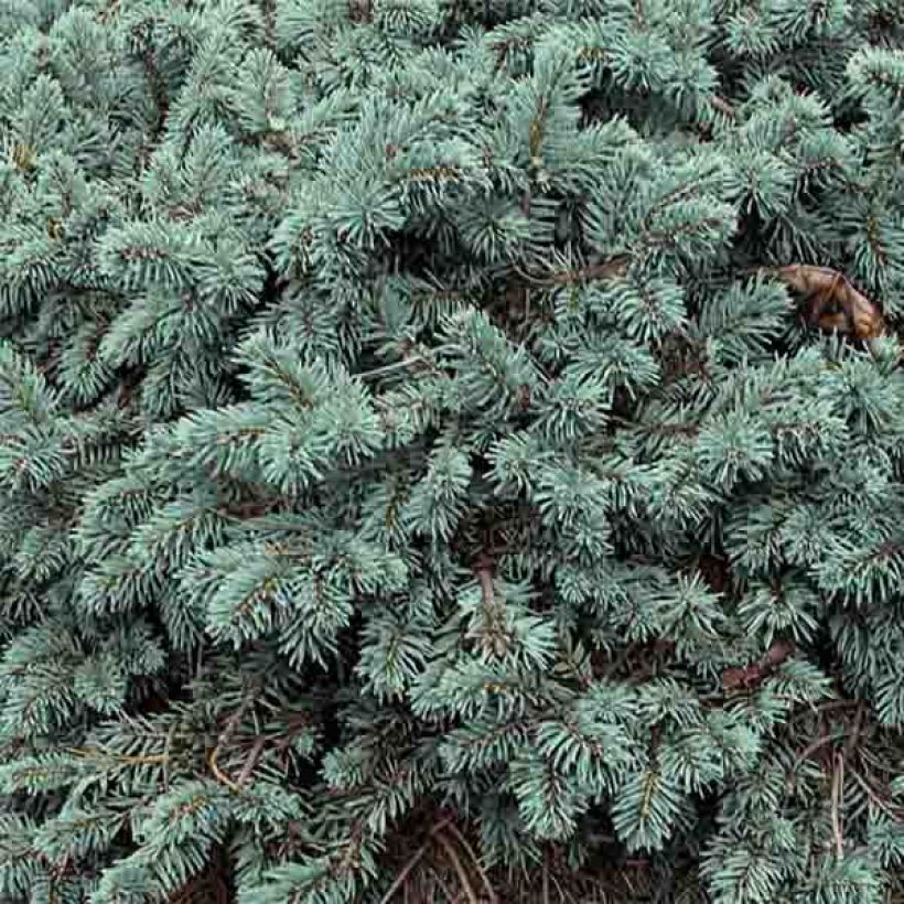 Picea pungens Waldbrunn (Fogliame)