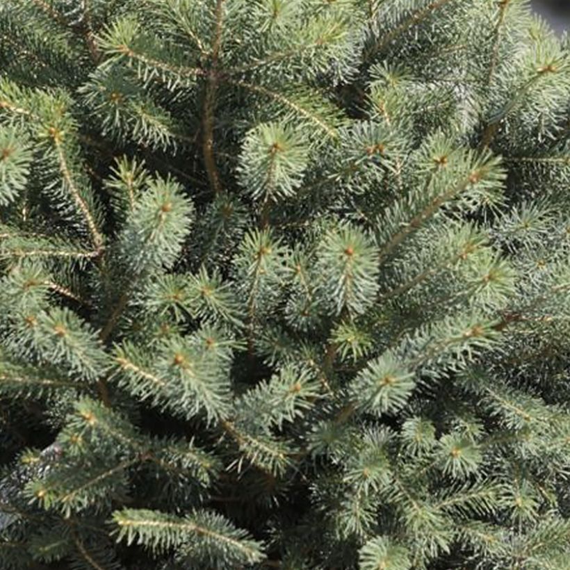 Picea sitchensis Nana (Fogliame)