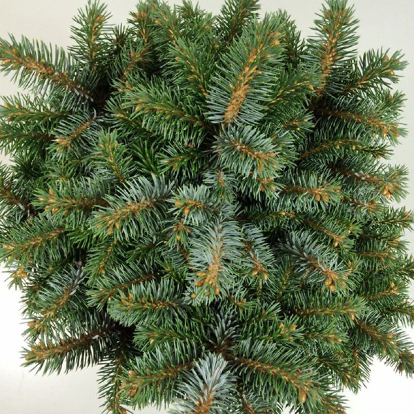 Picea sitchensis Rom (Fogliame)