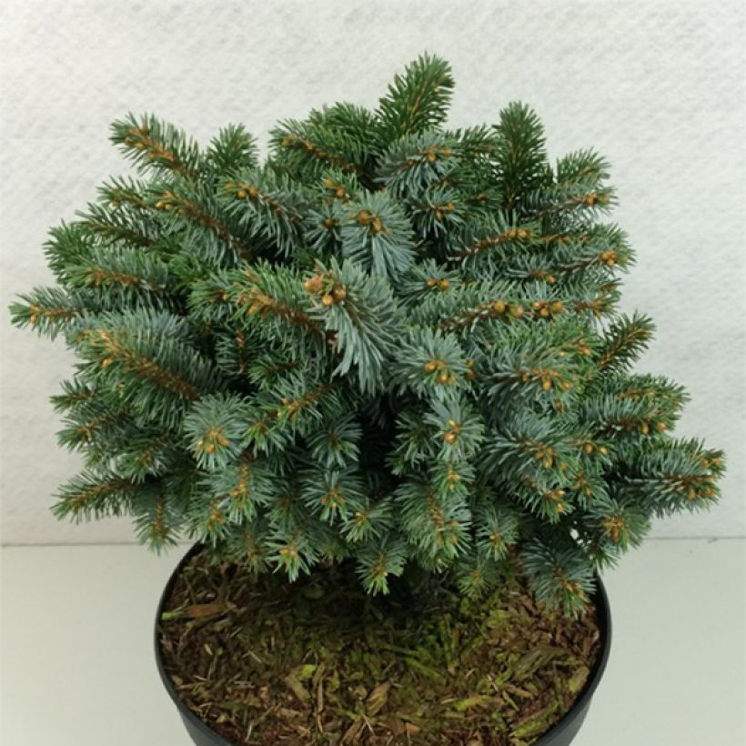 Picea sitchensis Rom (Porto)