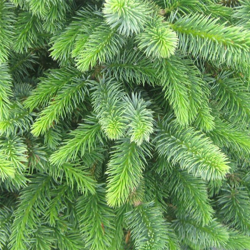 Picea sitchensis Sugarloaf (Fogliame)