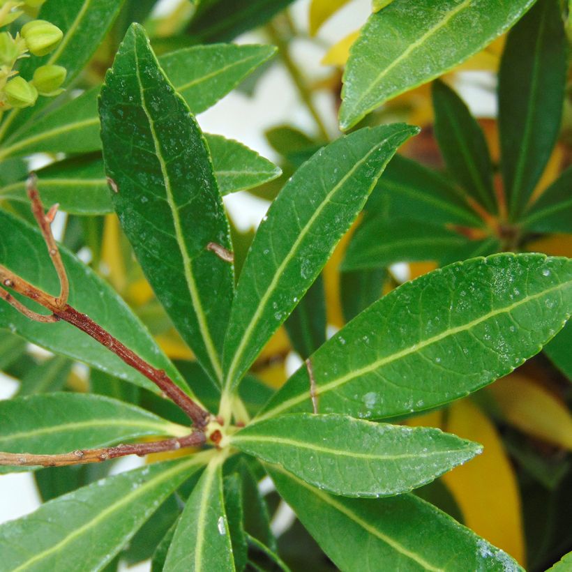 Pieris japonica Debutante (Fogliame)