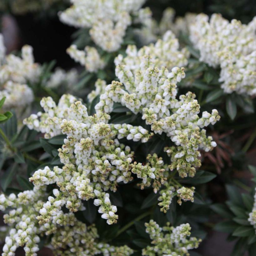 Pieris japonica Debutante (Fioritura)