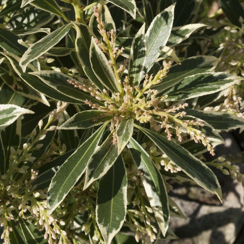 Pieris japonica Flaming Silver (Fogliame)