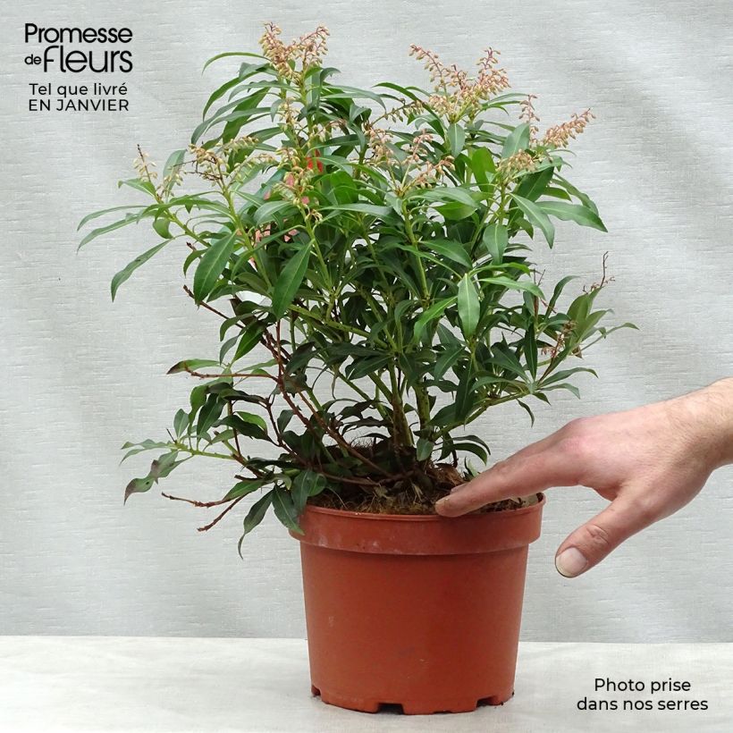 Andromède du Japon - Pieris Forest Flame en pot de 2L/3L esemplare consegnato in inverno