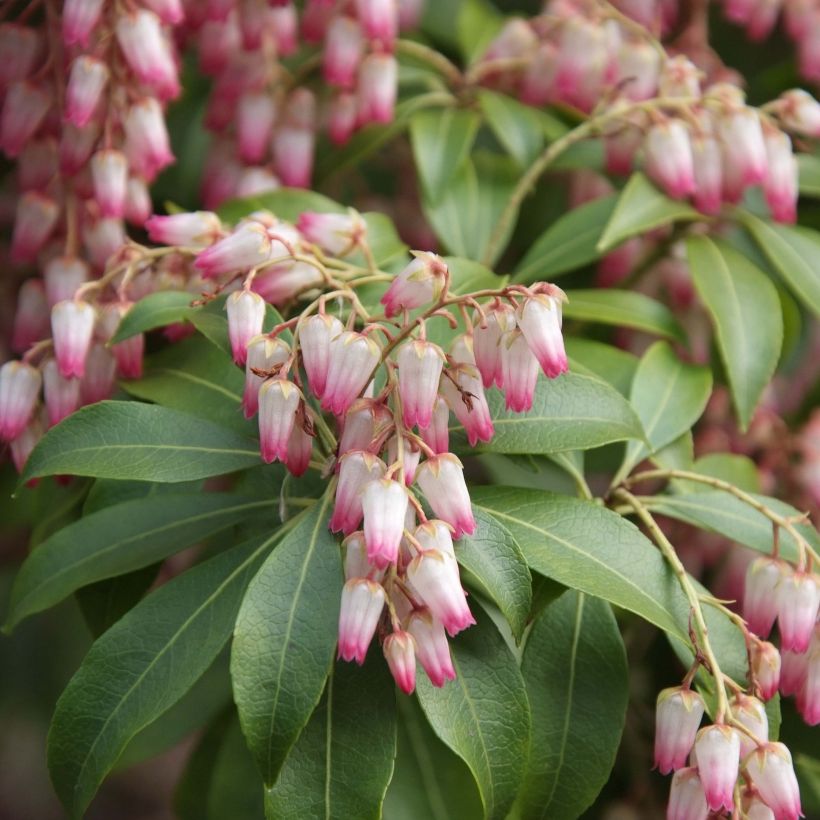 Pieris japonica Christmas Cheer (Fioritura)