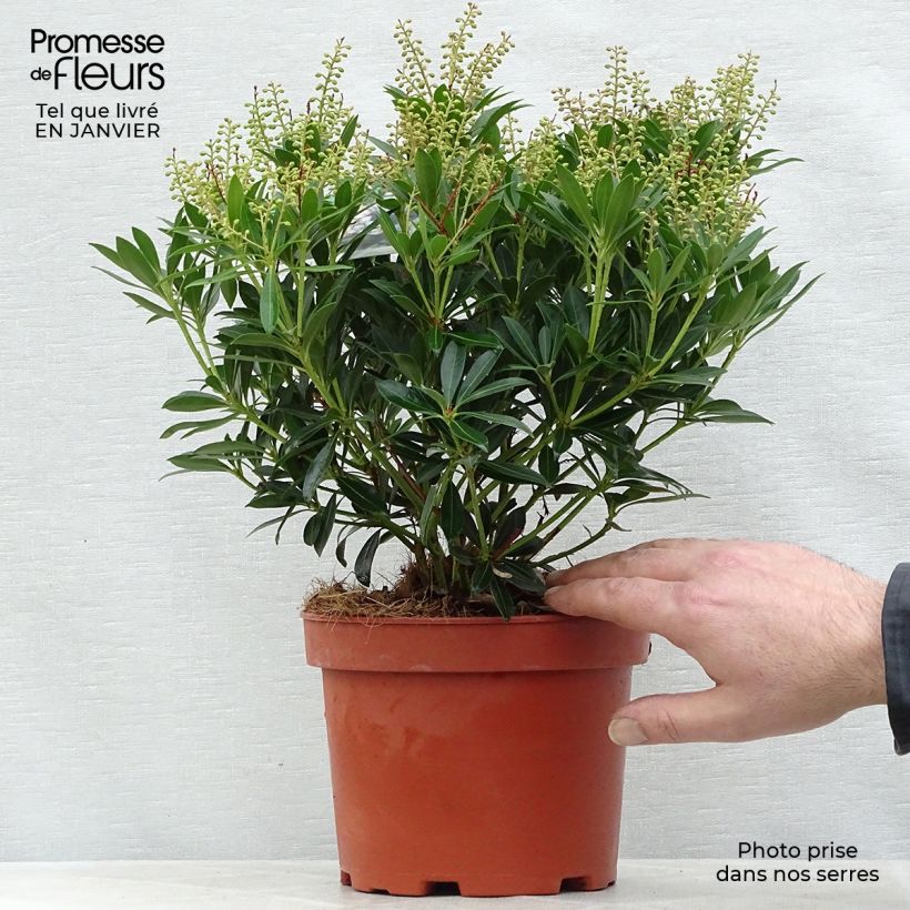 Pieris japonica Debutante - Andromède du Japon en pot de 2/3L esemplare consegnato in inverno