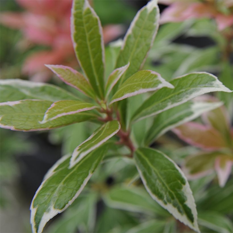 Pieris japonica Little Heath (Fogliame)