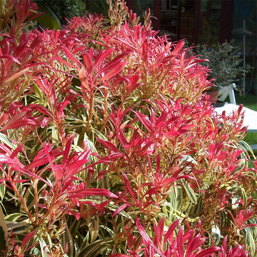 Pieris japonica Little Heath (Porto)