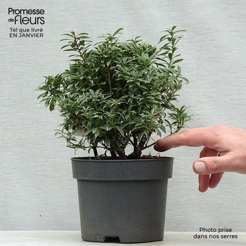 Andromède du Japon - Pieris japonica Little Heath en pot de 2/3L esemplare consegnato in inverno