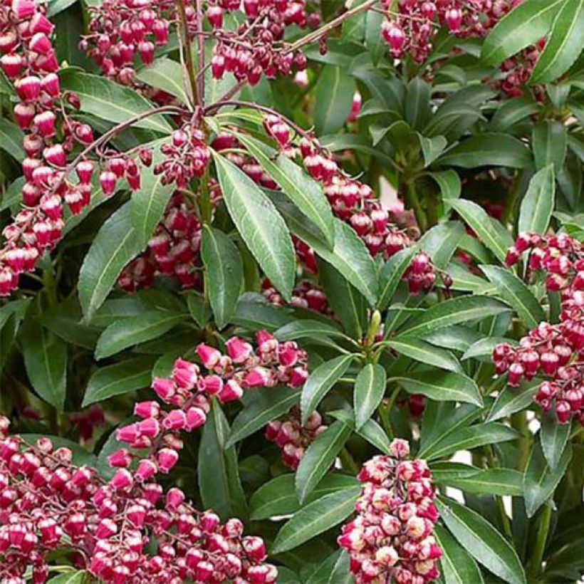 Pieris japonica Passion (Fogliame)