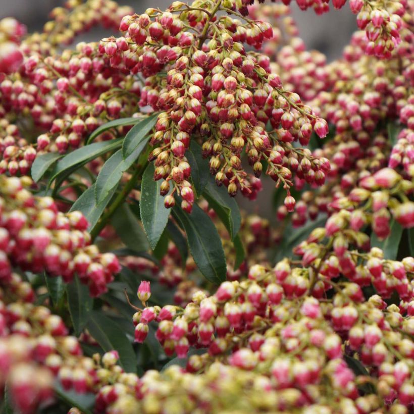 Pieris japonica Passion (Fioritura)