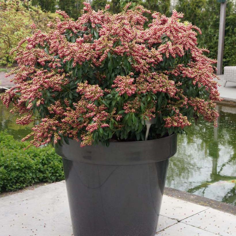 Pieris japonica Passion (Porto)