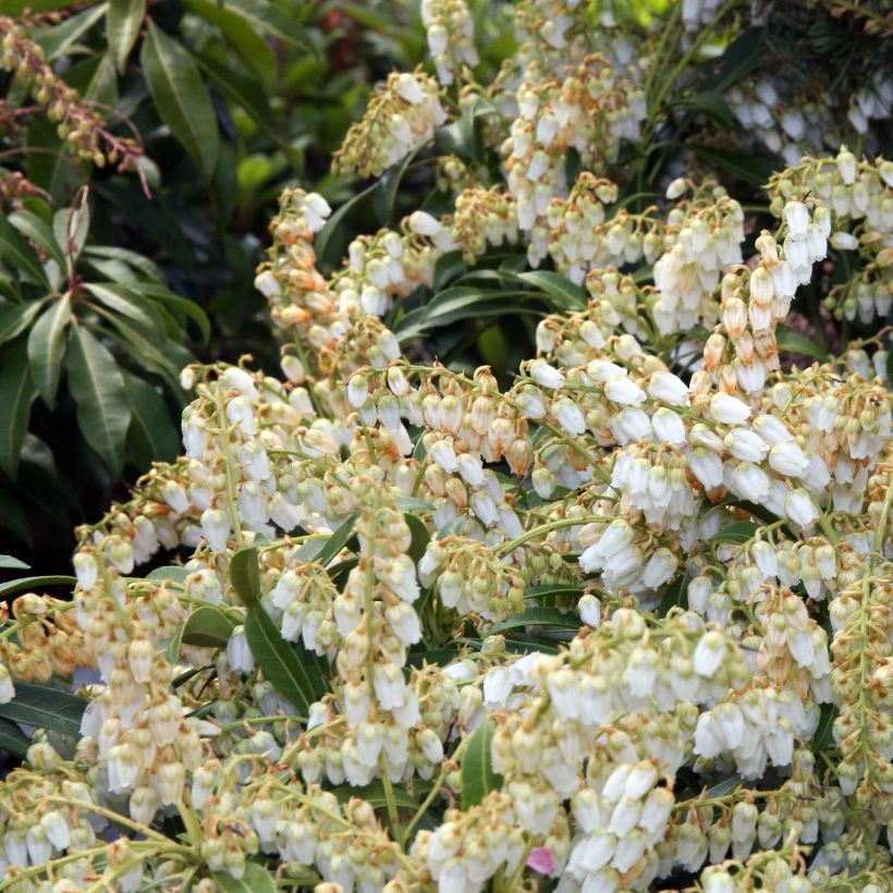 Pieris japonica Purity (Fioritura)