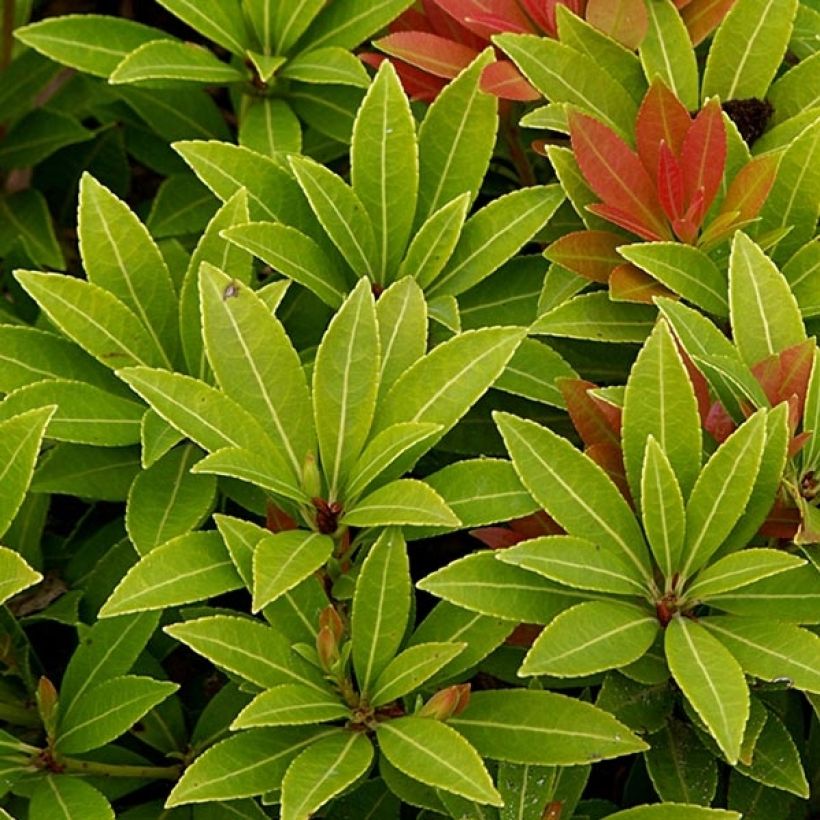 Pieris japonica Sarabande (Fogliame)