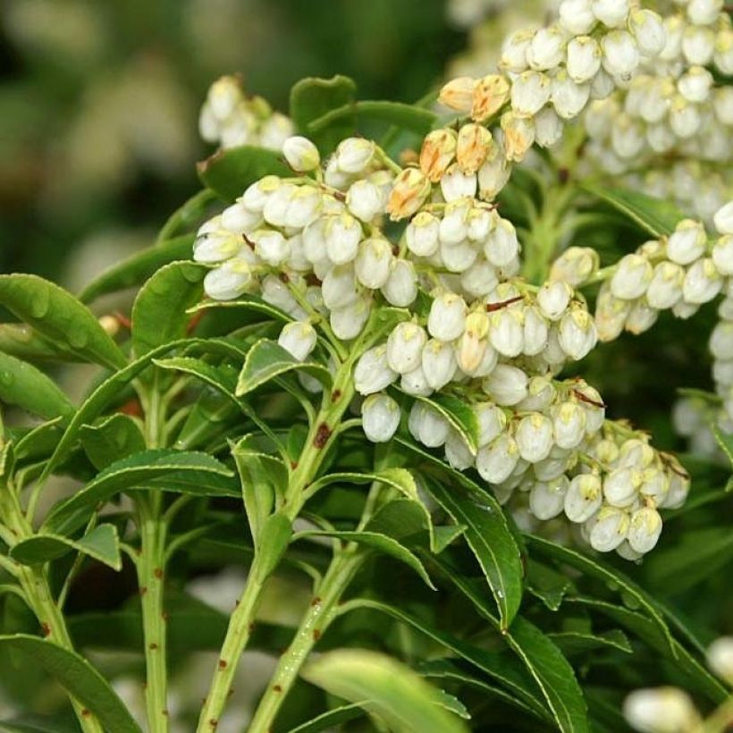 Pieris japonica Sarabande (Fioritura)