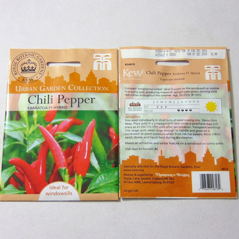 Esempio di esemplare Piment Krakatoa - Capsicum annuum Graines come consegnato