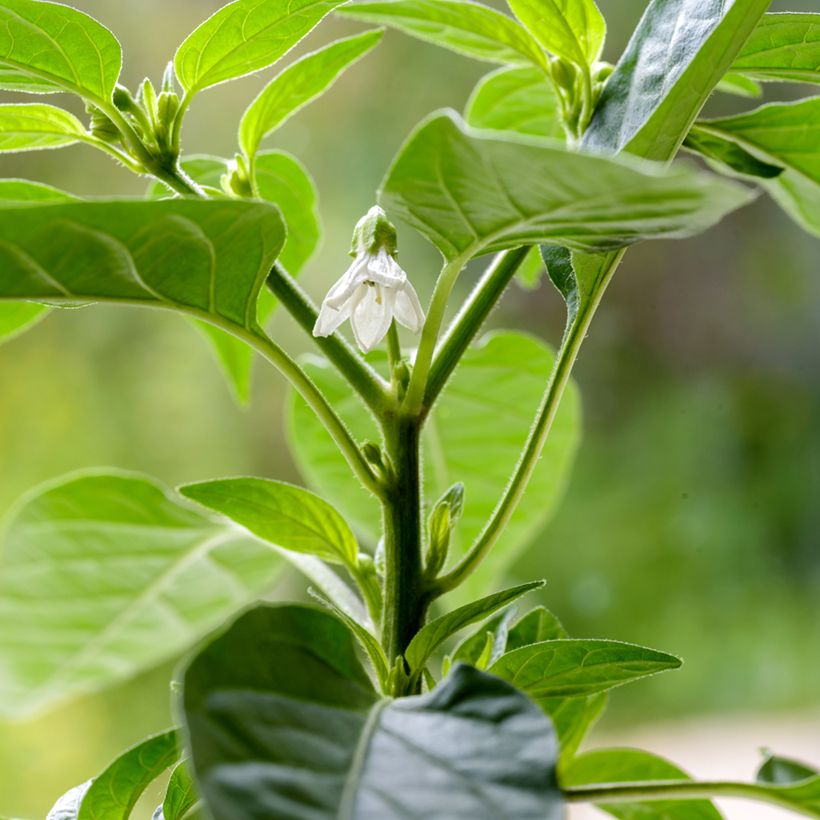 Peperoncino Krakatoa (Fioritura)