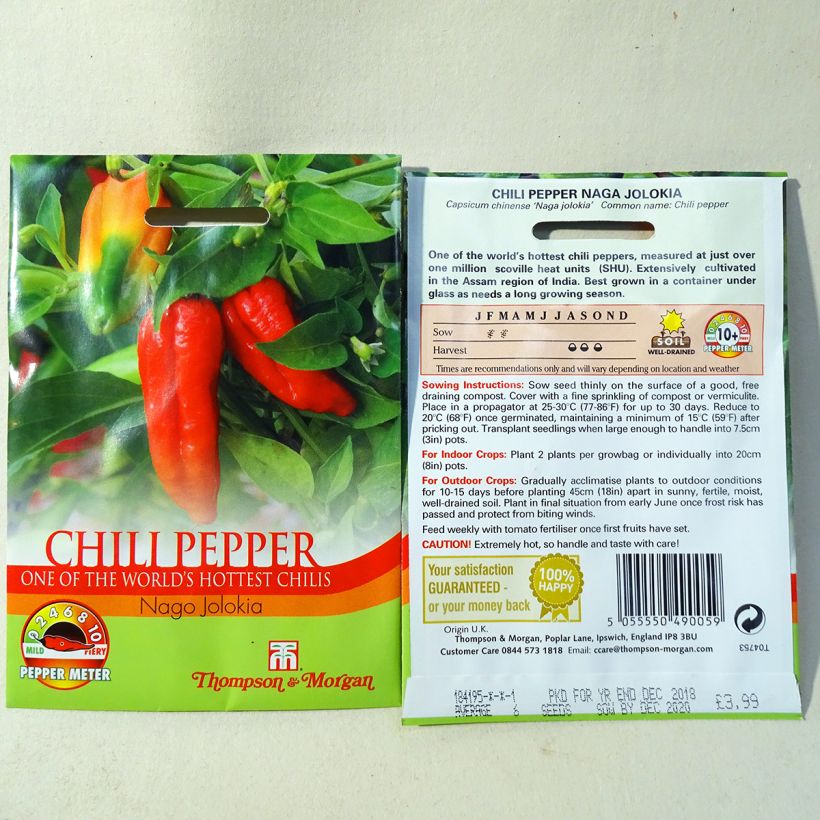 Esempio di esemplare Piment Naga Jolokia - Capsicum annuum Graines come consegnato