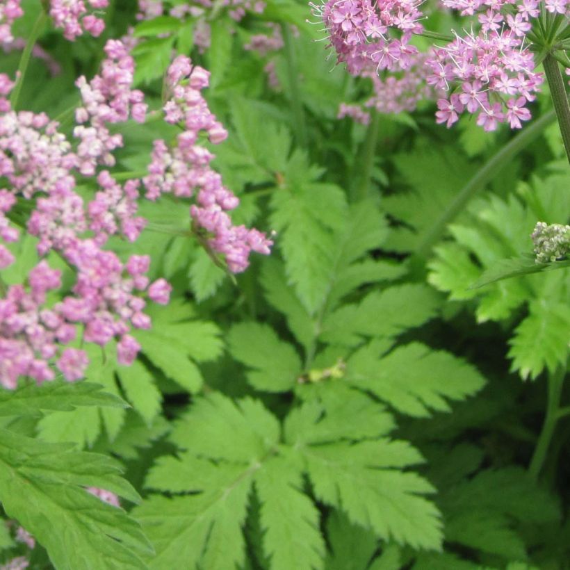 Pimpinella major Rosea - Tragoselino maggiore (Fogliame)