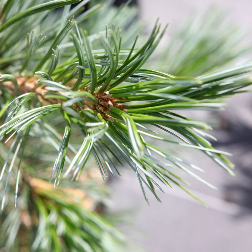 Pinus flexilis Vanderwolfs Pyramid (Fogliame)