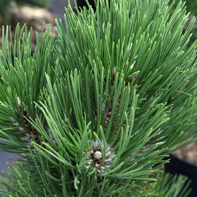 Pinus heldreichii Malinkii (Fogliame)