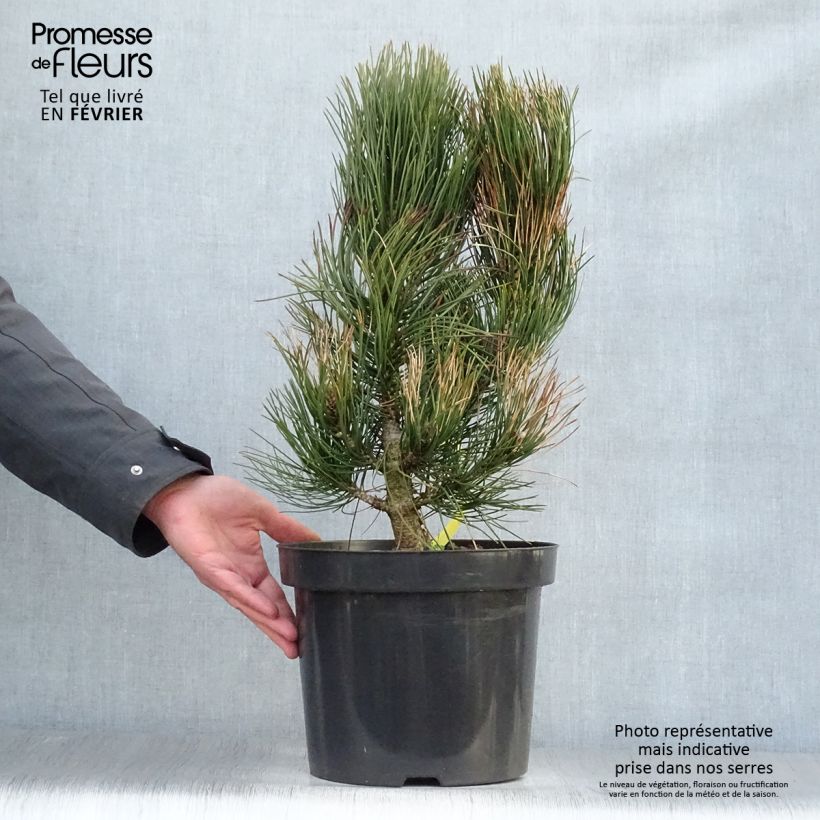 Pin - Pinus heldreichii Satellit Pot de 7,5L/10L esemplare consegnato in inverno