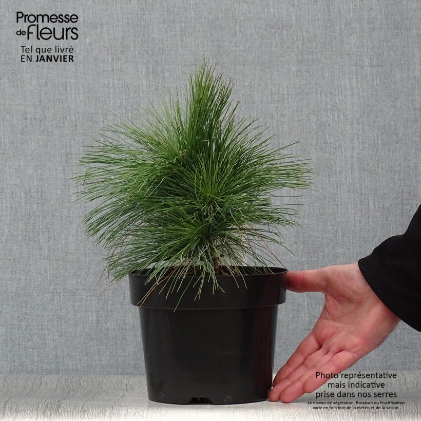 Pin - Pinus schwerinii Wiethorst en pot de 2l/3l esemplare consegnato in inverno