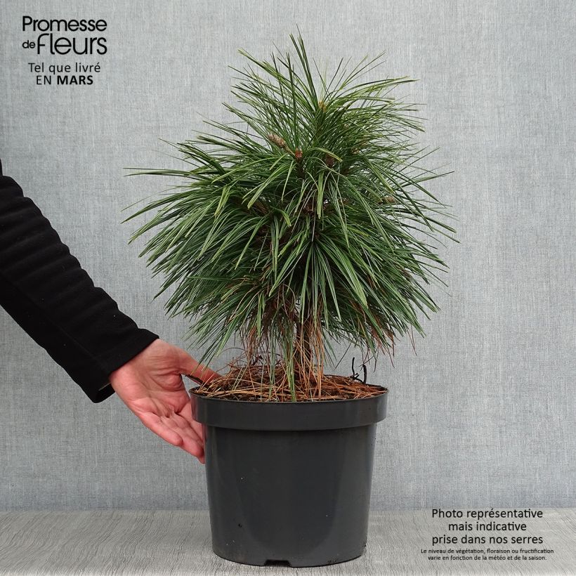 Pin - Pinus schwerinii Wiethorst en pot de 7,5l/10l esemplare consegnato in inverno