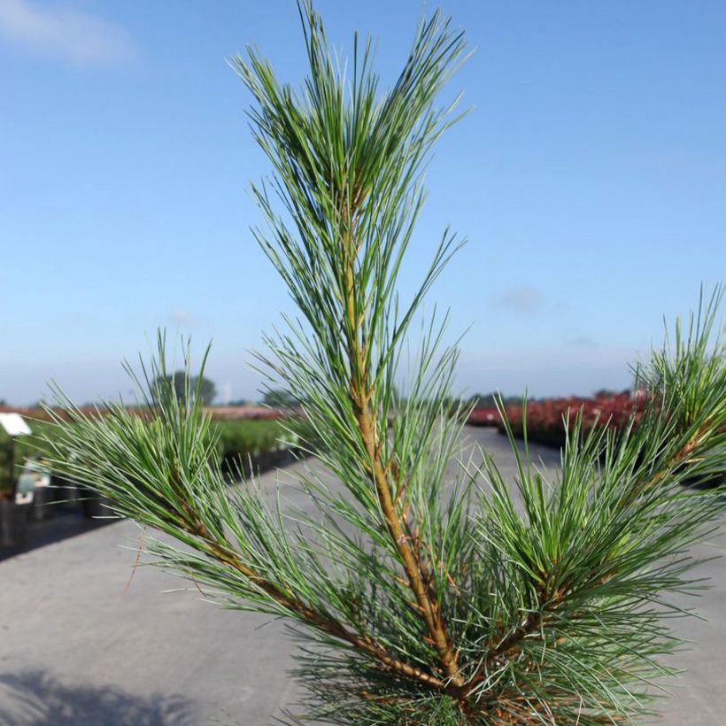 Pinus strobus Blue Shag - Pino strobo (Fogliame)