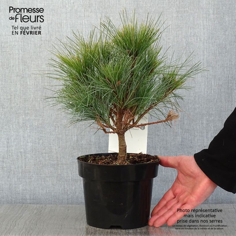 Pin Weymouth - Pinus strobus Blue Shag en pot de 2l/3l esemplare consegnato in inverno