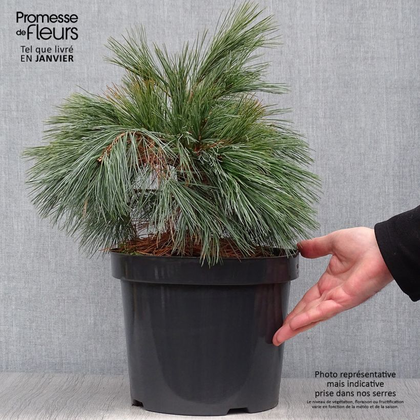 Pin Weymouth - Pinus strobus Blue Shag en pot de 7,5l/10l esemplare consegnato in inverno