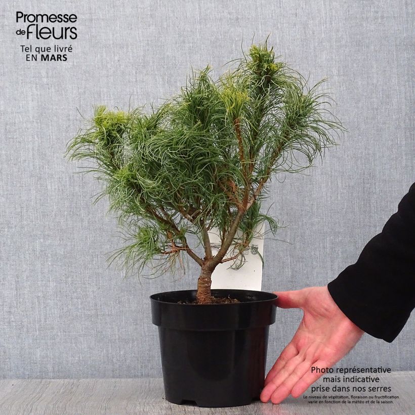 Pin Weymouth - Pinus strobus Tiny Kurls Pot de 2L/3L esemplare consegnato in inverno