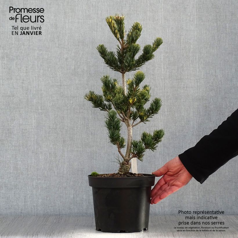 Pin blanc du Japon - Pinus parviflora Fukai  Pot de 4L/5L esemplare consegnato in inverno