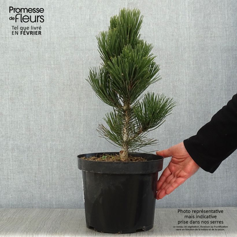 Pin de Bosnie - Pinus heldreichii Malinkii en pot de 7,5l/10l esemplare consegnato in inverno