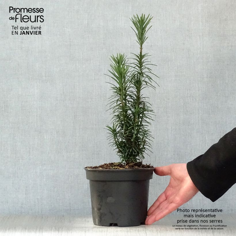 Pin japonais à queue de vache - Cephalotaxus harringtonia Fastigiata Pot de 2L/3L esemplare consegnato in inverno