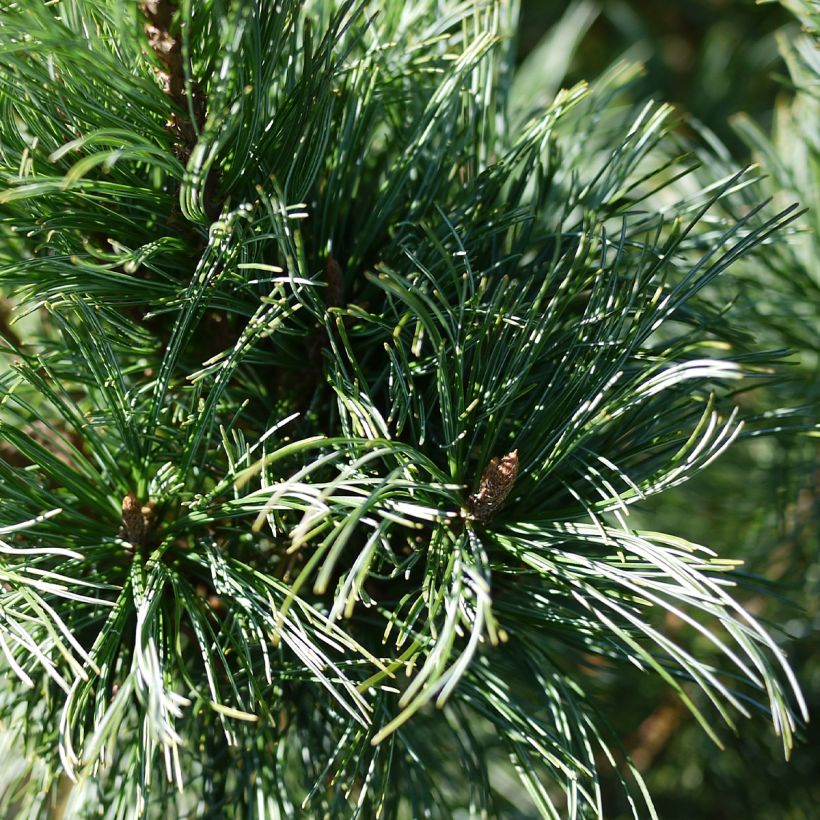 Pinus pumila Glauca (Fogliame)