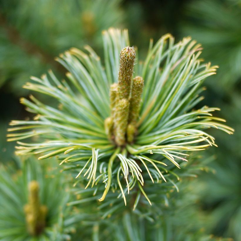 Pinus pumila Glauca (Fioritura)