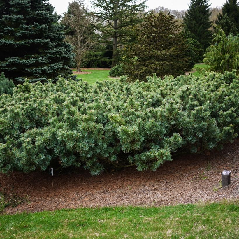 Pinus pumila Glauca (Porto)